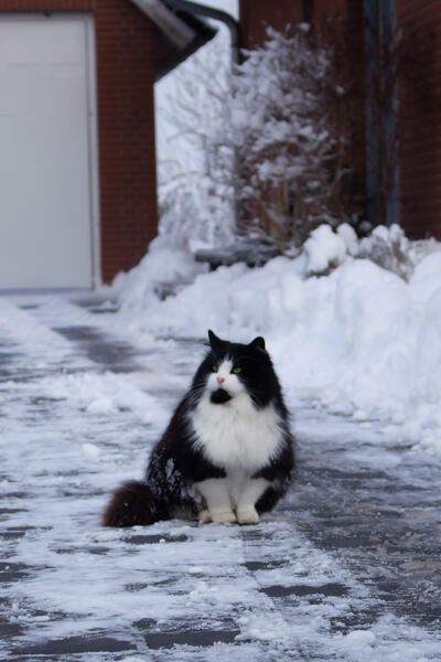 Katze im Winter