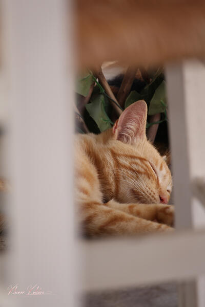 Katze in Griechenland