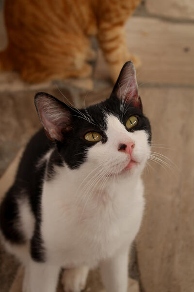 Katze in Griechenland