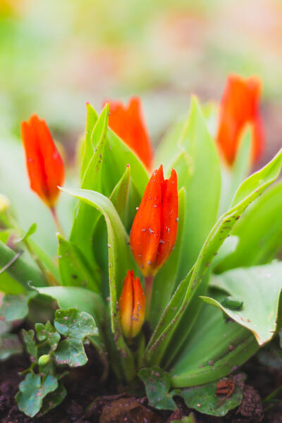 Tulpen