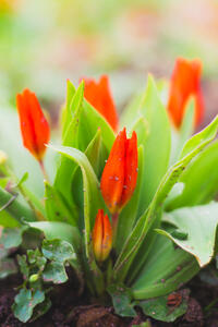 Tulpen
