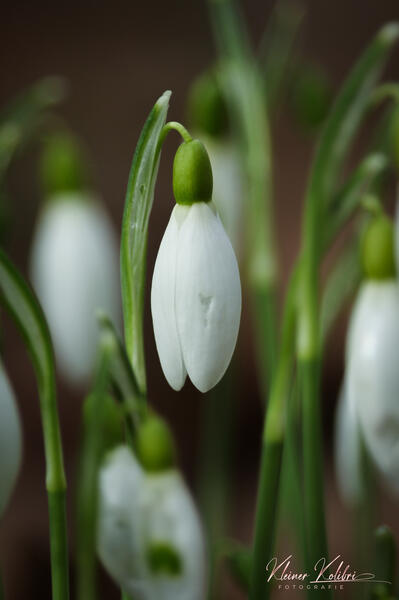 Schneeglöckchen