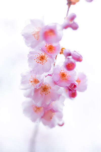 Kirschblüten