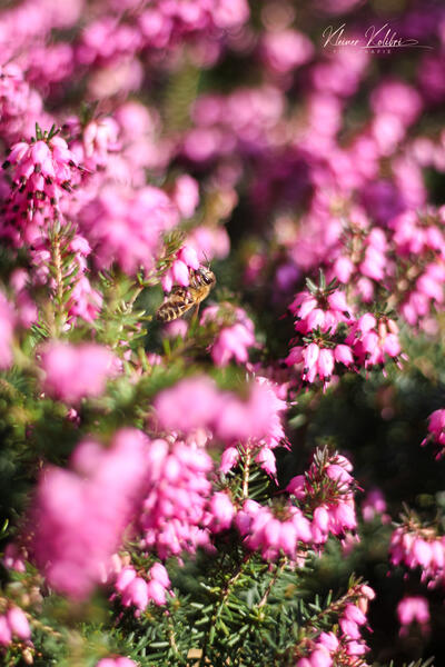 Bienchen & Blümchen
