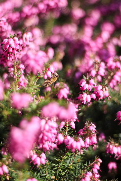 Bienchen & Blümchen